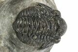 Detailed Gerastos Trilobite Fossil - Morocco #226625-2